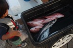 resIMG_20150707_191952_4720.JPG